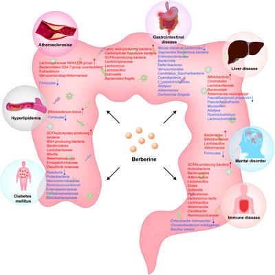 Berberine influences multiple diseases by modifying gut microbiota